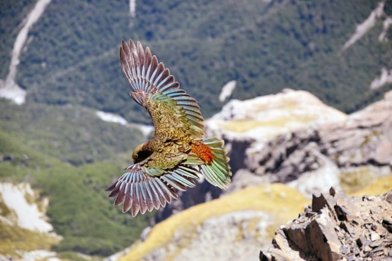 kea in south island flying